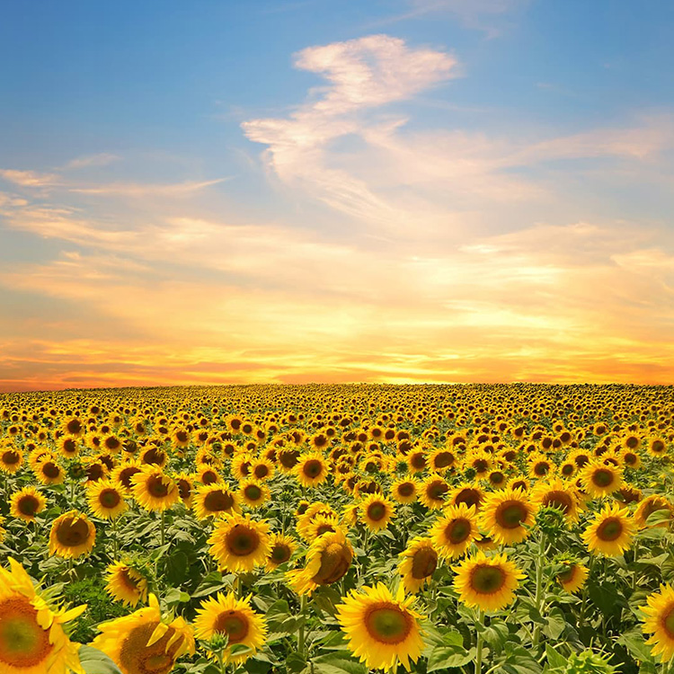 seo始終堅持結果化服務(wù)，讓企業(yè)都能享有營(yíng)銷(xiāo)創(chuàng  )造的價(jià)值！